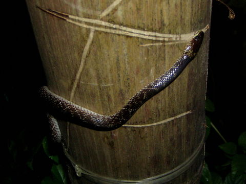 Image of Indian Wolf Snake