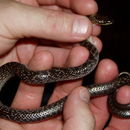 Image of Indian Wolf Snake