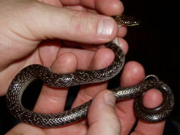 Image of Indian Wolf Snake