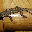 Image of Common House Gecko