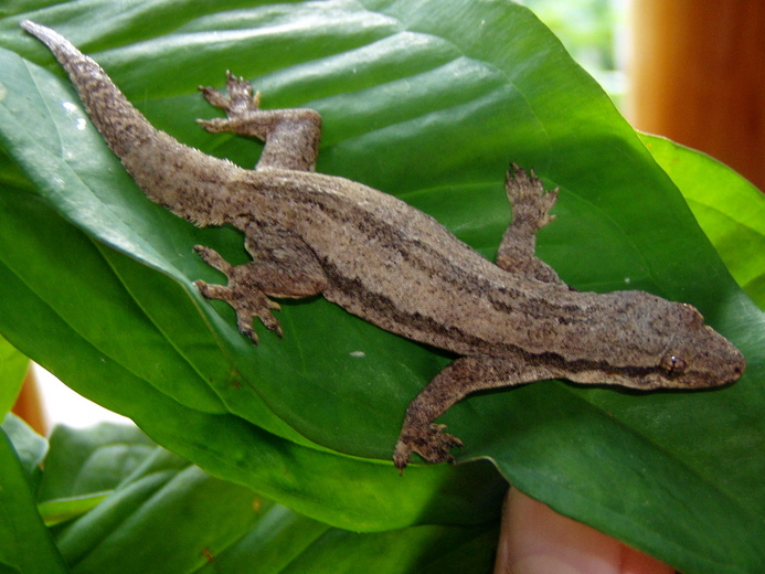 Hemidactylus platyurus (Schneider 1797) resmi