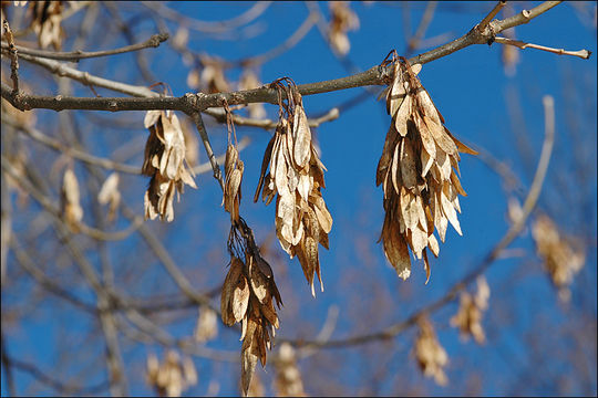 Imagem de Fraxinus excelsior L.