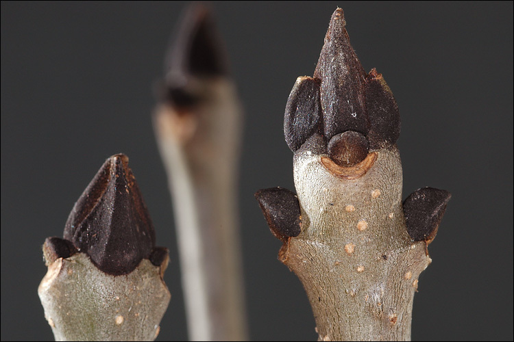 Image of European ash