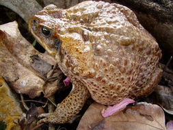 Image of Cane Toad