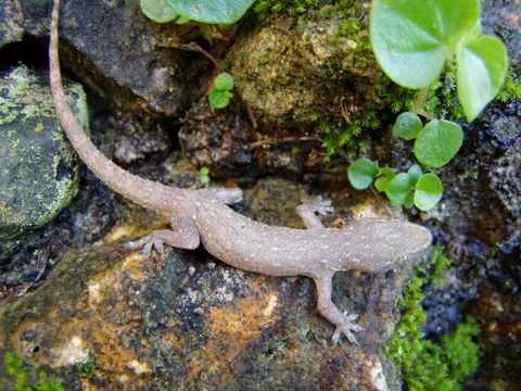 Image of Common House Gecko