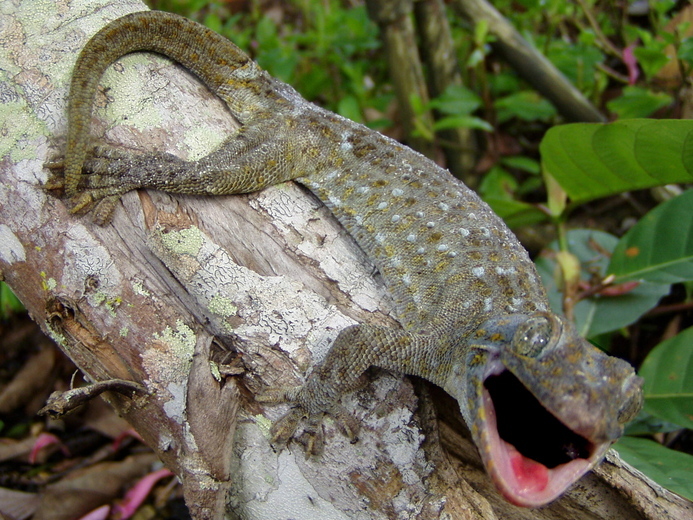 Imagem de Gekko gecko (Linnaeus 1758)