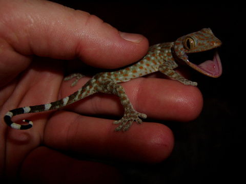 Imagem de Gekko gecko (Linnaeus 1758)