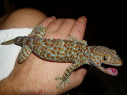 Imagem de Gekko gecko (Linnaeus 1758)