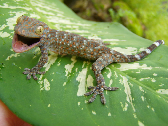 Слика од Gekko gecko (Linnaeus 1758)