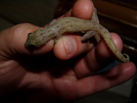 Image of Common House Gecko