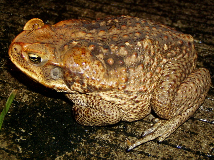 Image of Cane Toad