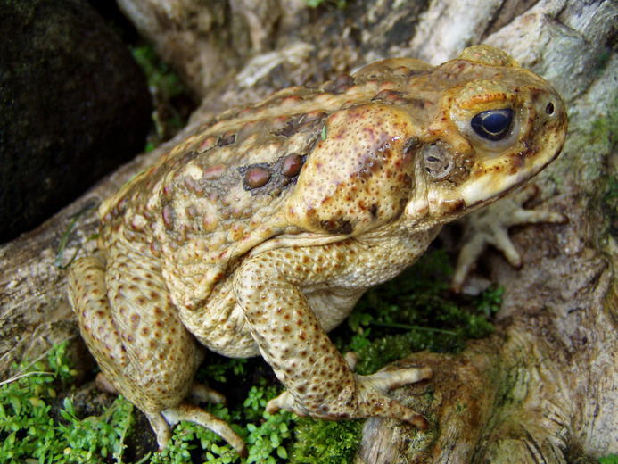 Image of Cane Toad