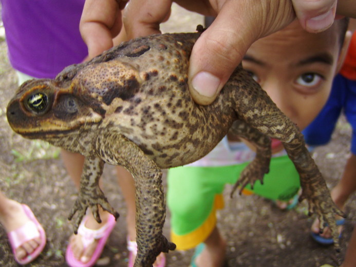 Image of Cane Toad