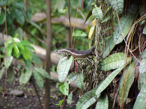 Image de Eutropis multifasciata (Kuhl 1820)