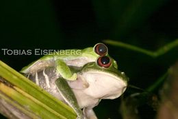 Image of Red-eyed Leaf frog