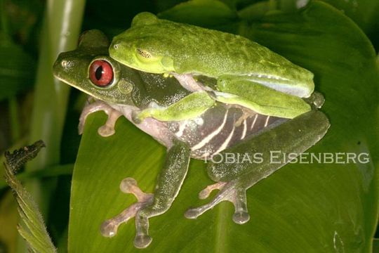 Image of Red-eyed Leaf frog