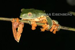 Image of Splendid Leaf Frog