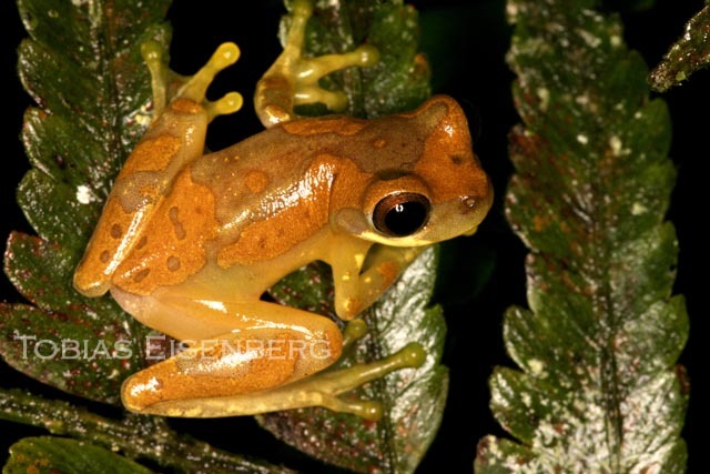 Image of Hourglass Treefrog