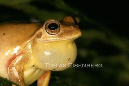 Image of Loquacious Treefrog