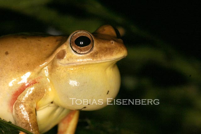 Image of Loquacious Treefrog