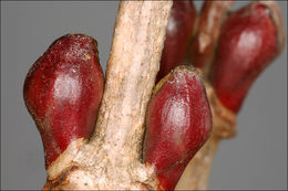 Image of Cranberry-tree