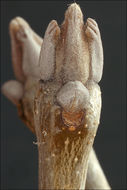 Plancia ëd Fraxinus ornus L.