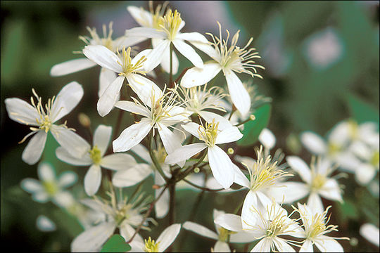 صورة Clematis lathyrifolia Bess. ex Reichb.