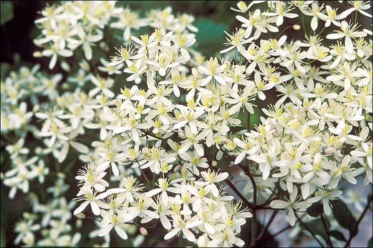 Imagem de Clematis lathyrifolia Bess. ex Reichb.