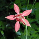 Image of western columbine