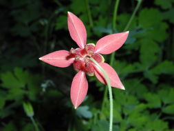 Image of western columbine