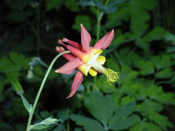 Image of western columbine