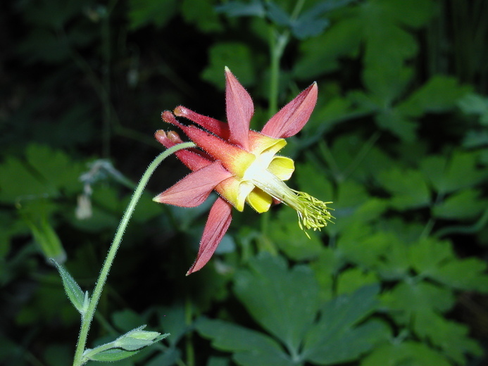 Image of western columbine