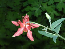 Image of western columbine