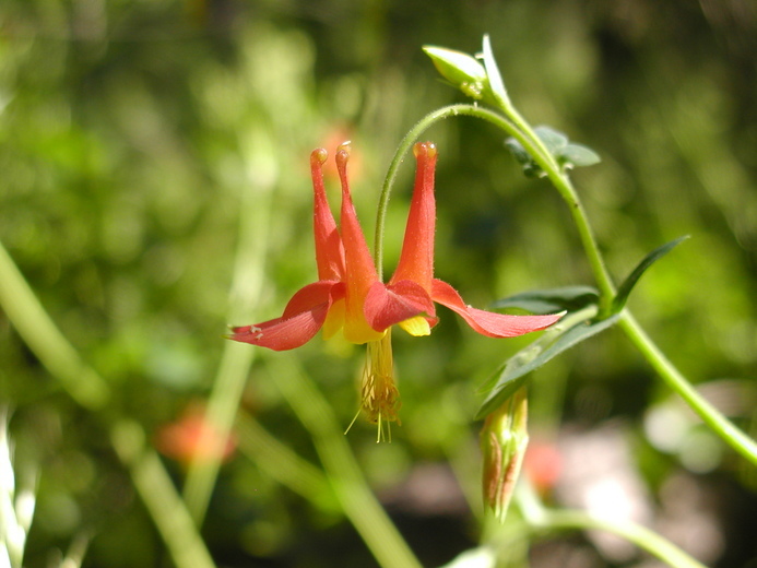 Image of western columbine