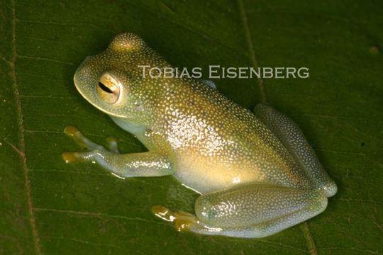 صورة Cochranella granulosa (Taylor 1949)