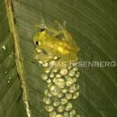 Image of La Palma Glass Frog