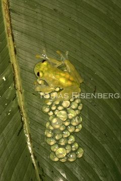 Image of La Palma Glass Frog