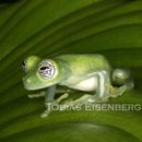 Image of Ghost Glass Frog