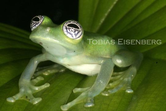 Image of Ghost Glass Frog