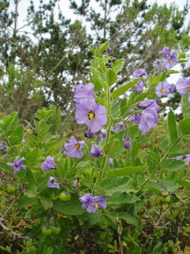 Image of Catalina nightshade