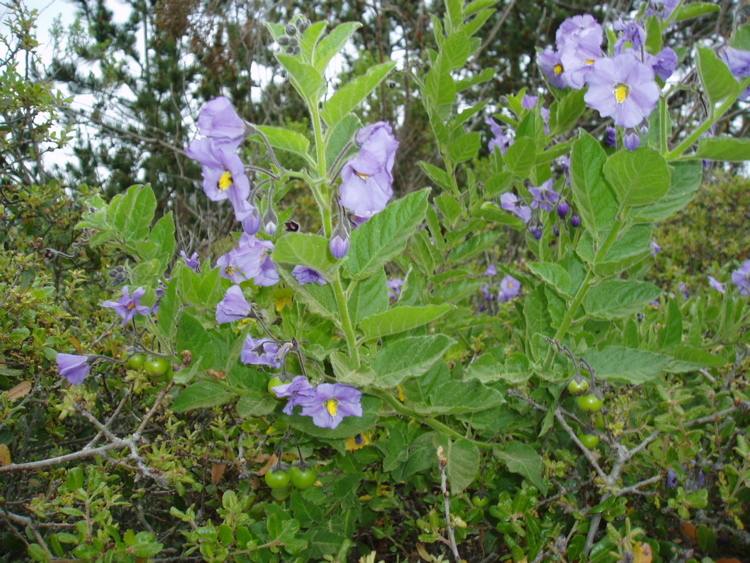 Image of Catalina nightshade