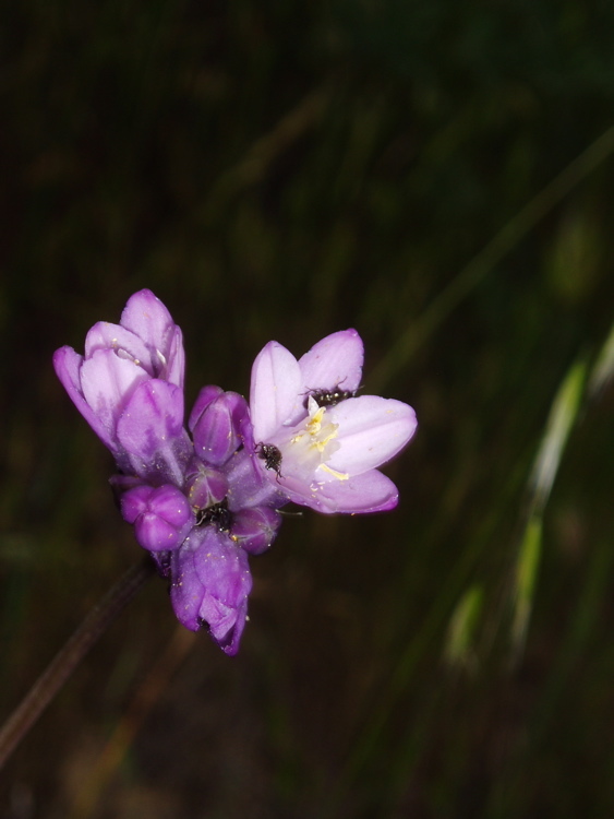 صورة Dichelostemma capitatum (Benth.) Alph. Wood