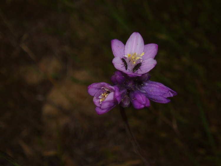 صورة Dichelostemma capitatum (Benth.) Alph. Wood