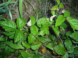 Image of California blackberry