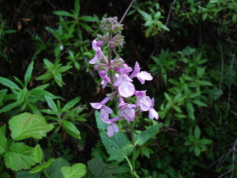 Image of California hedgenettle