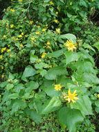 Image of canyon sunflower