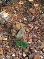 Image of island jepsonia