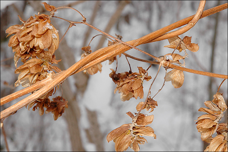 Image of common hop