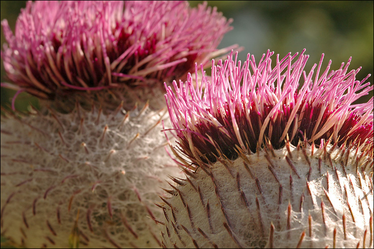 Image of woolly thistle