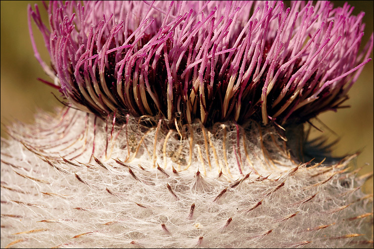 Image of woolly thistle